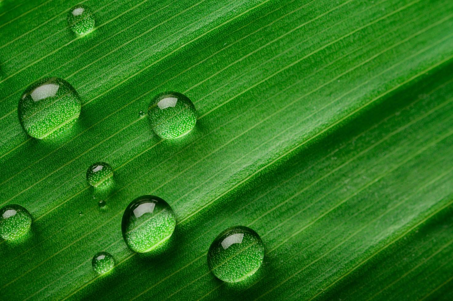 Many droplets of water on banana leaves photo