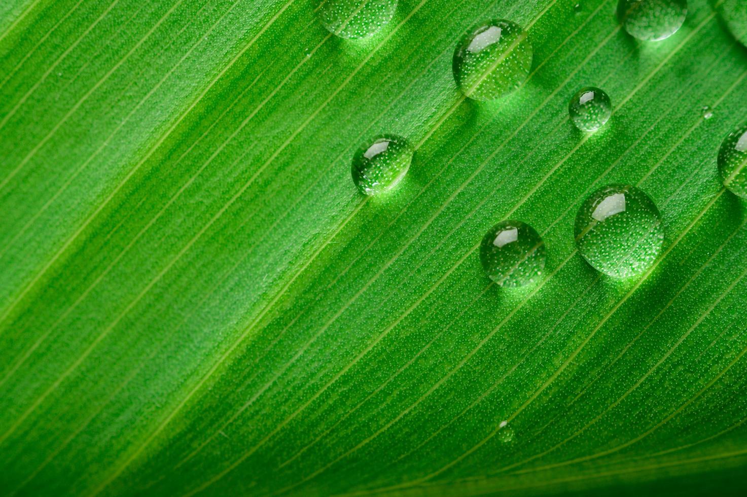 muchas gotas de agua sobre hojas de plátano foto