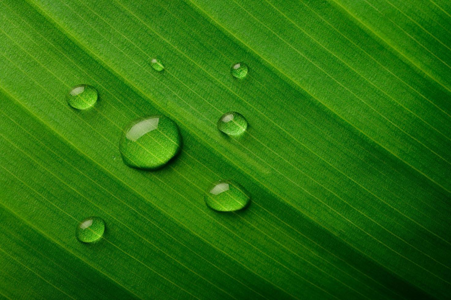 muchas gotas de agua sobre hojas de plátano foto