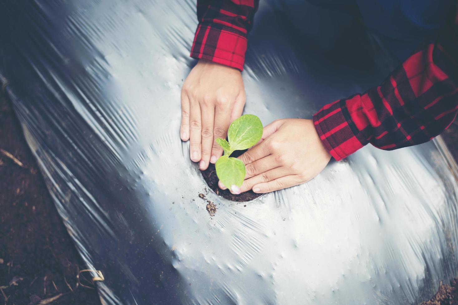 mano de mujer joven plantando un árbol joven en suelo negro foto