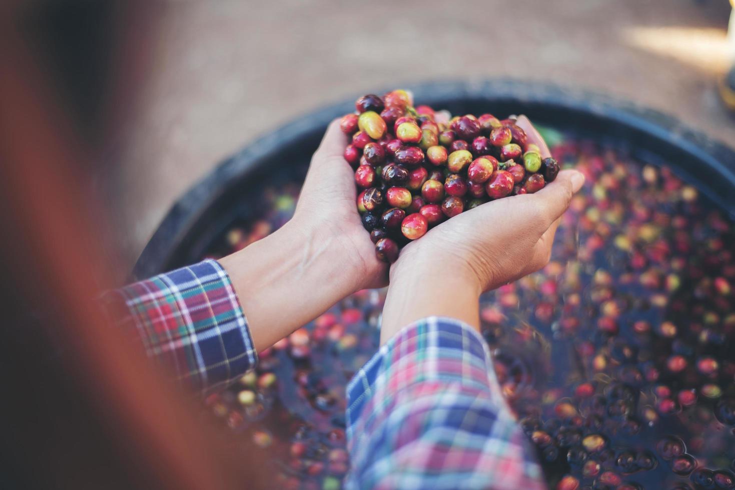 Close-up de granos de café de frutos rojos crudos en la mano del agricultor foto