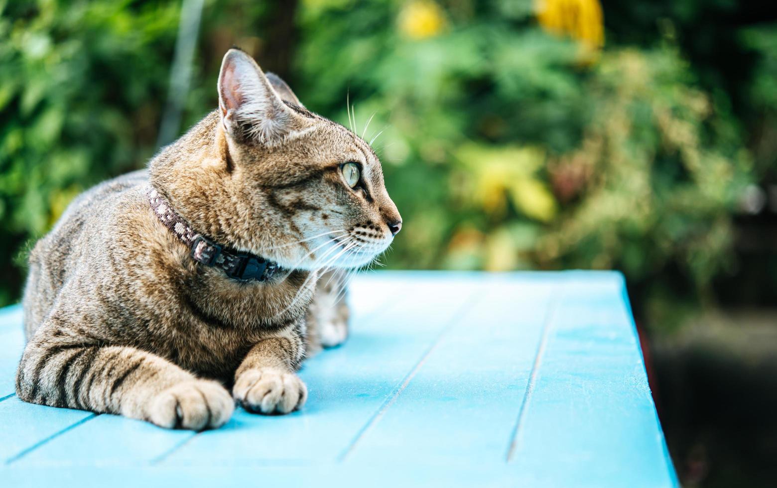 Close-up of a tabby cat on a blue surface photo