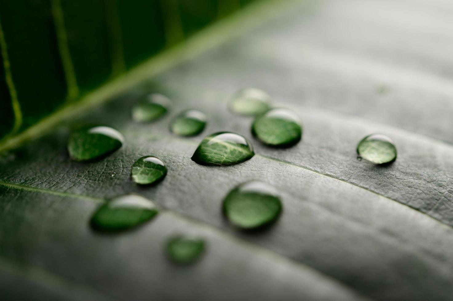 Many droplets of water falling on leaves photo