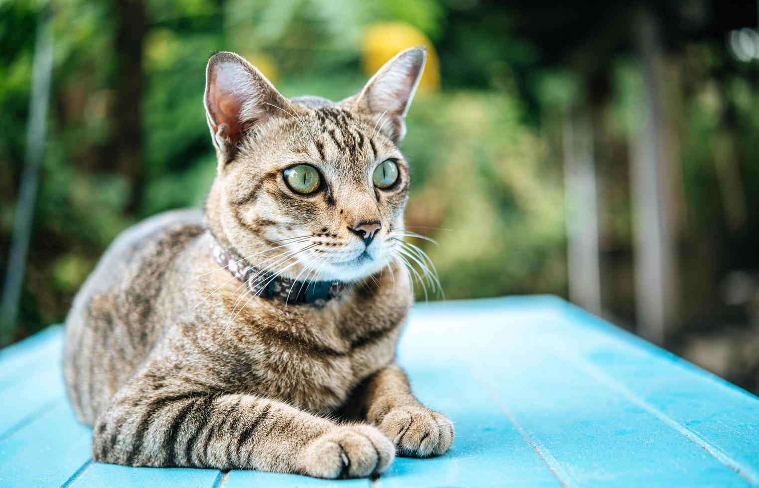 Close-up de un gato atigrado sobre una superficie azul foto