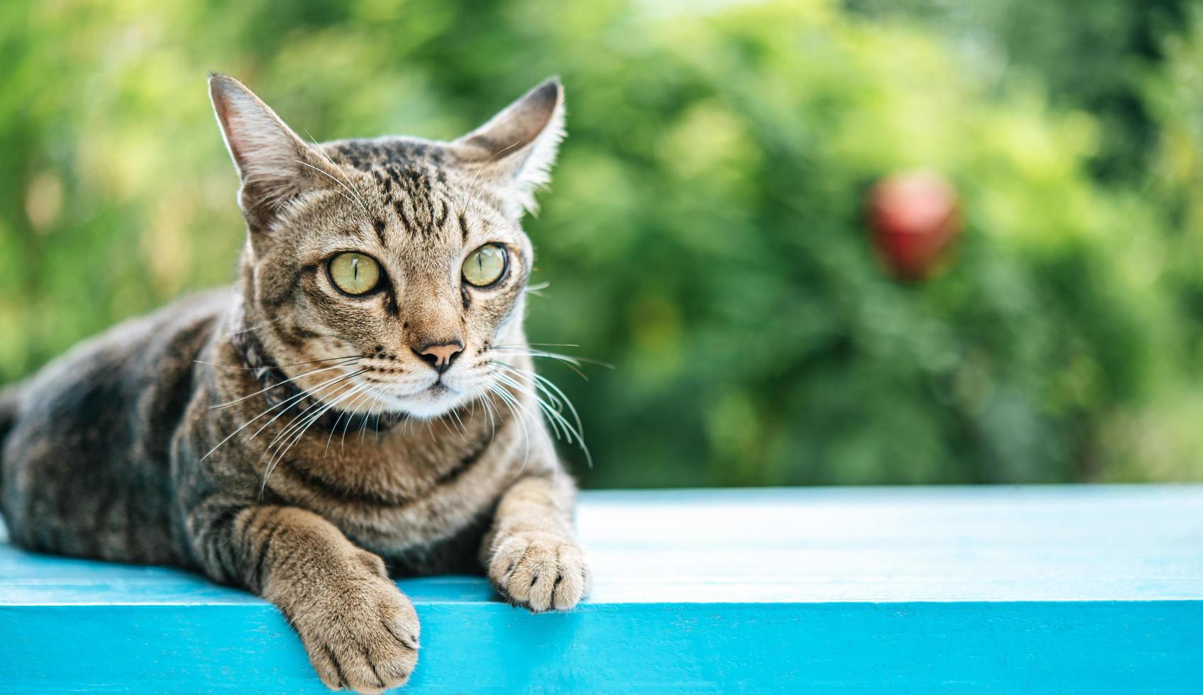 los ojos de un gato rayado en una repisa azul foto