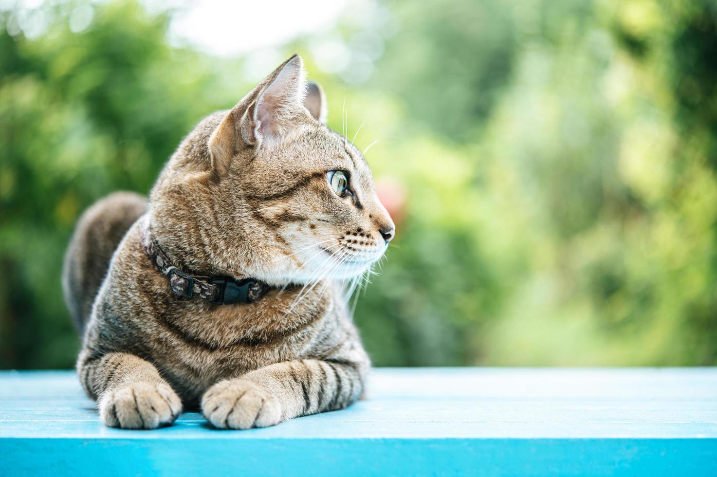 Close-up of a tabby cat on a blue surface photo