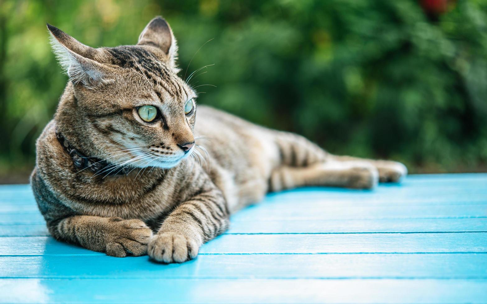 Close-up de un gato atigrado sobre una superficie azul foto