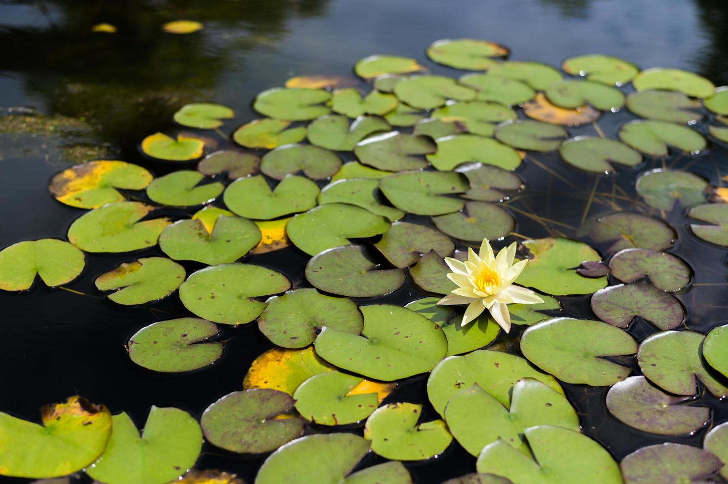 una flor de loto blanca en la piscina foto