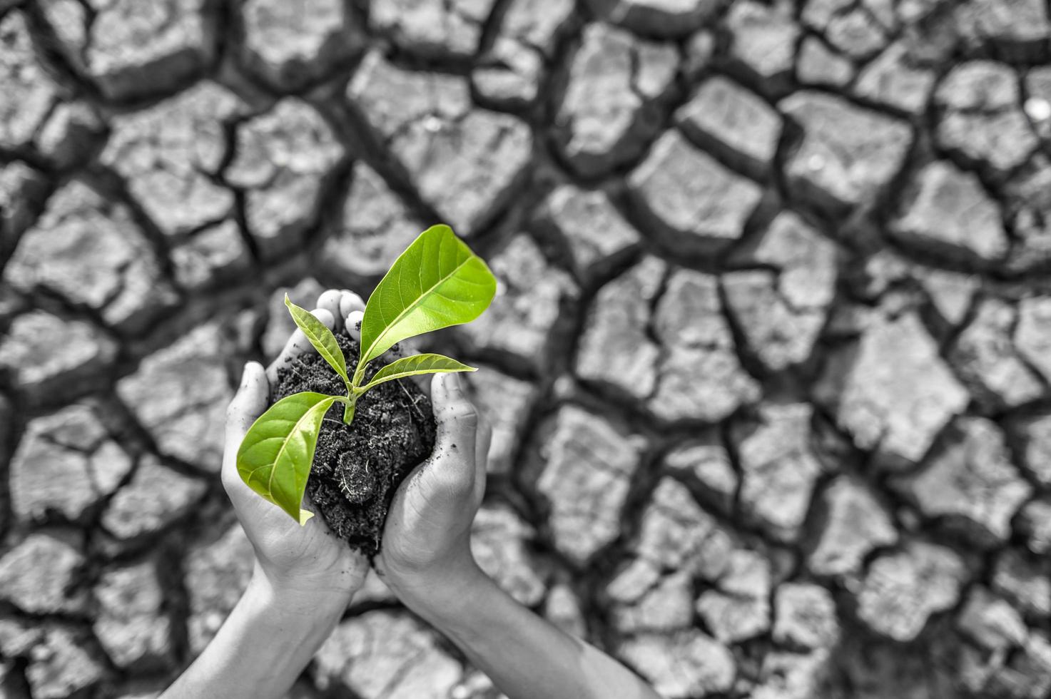 niño sosteniendo plántulas en tierra seca foto