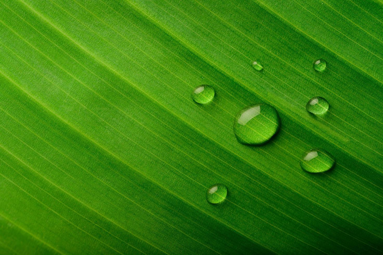 muchas gotas de agua sobre hojas de plátano foto