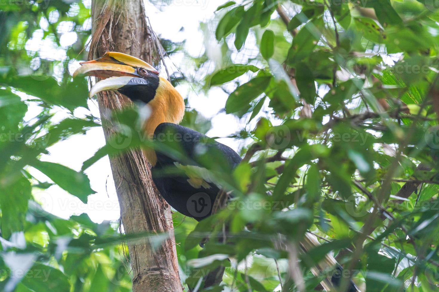 mirando un pájaro cálao en un árbol foto