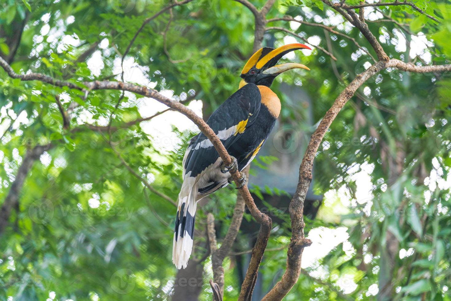 pájaro cálao en un árbol en el bosque foto