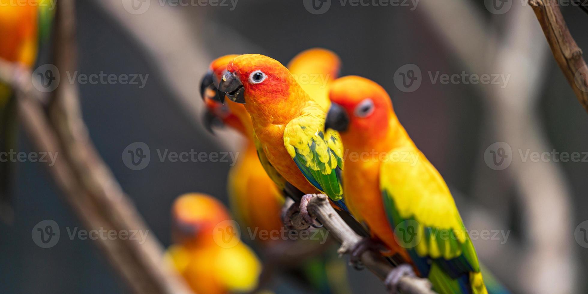 Bright sun conure parrots photo