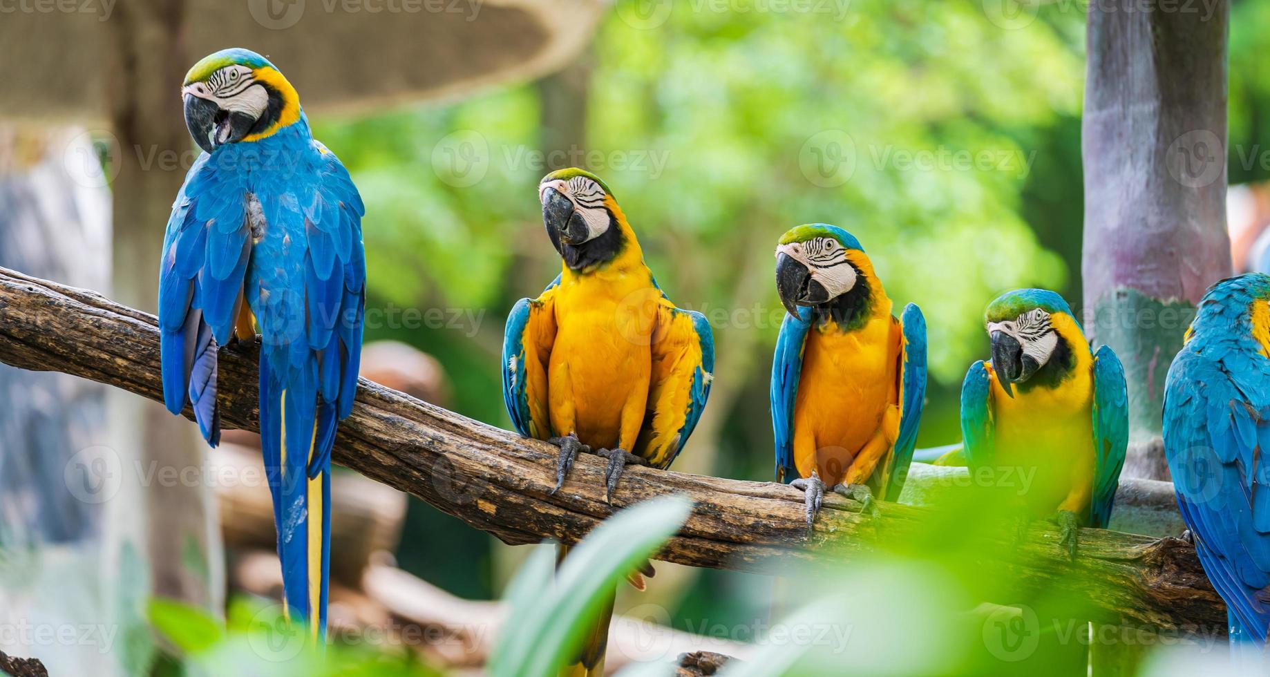 guacamayos posados en las ramas de los árboles foto