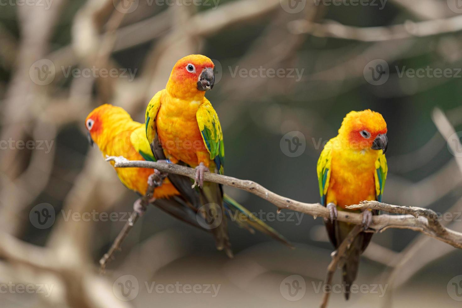 Three sun conure parrots photo