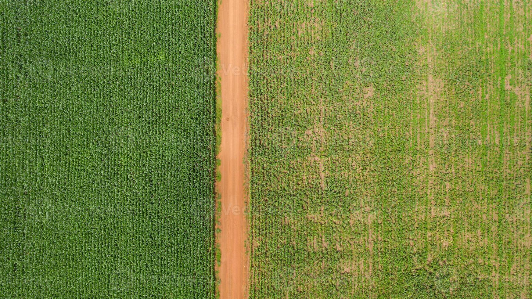 vista aerea de campos de maiz foto