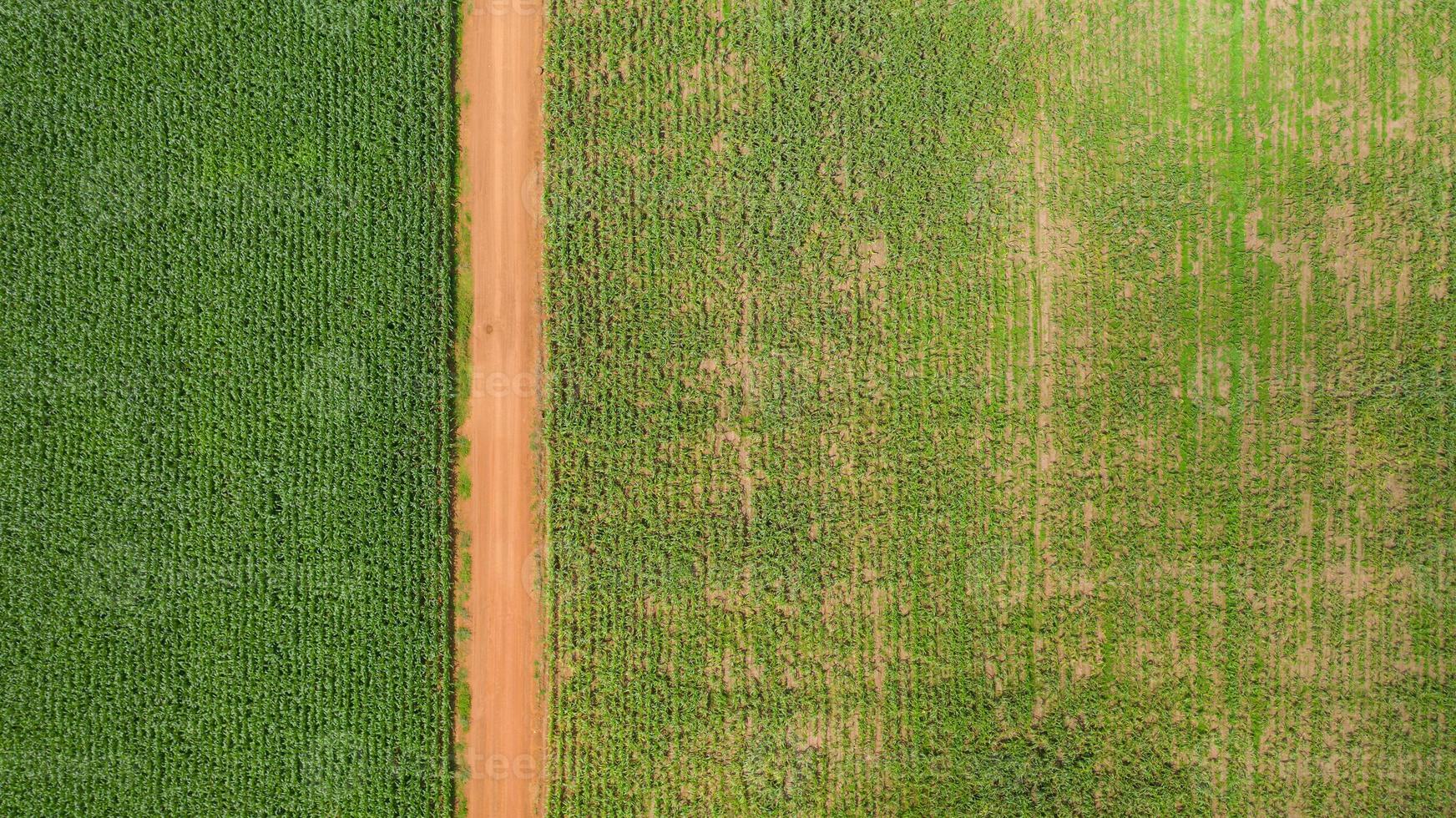 Aerial view of a path through a corn field photo