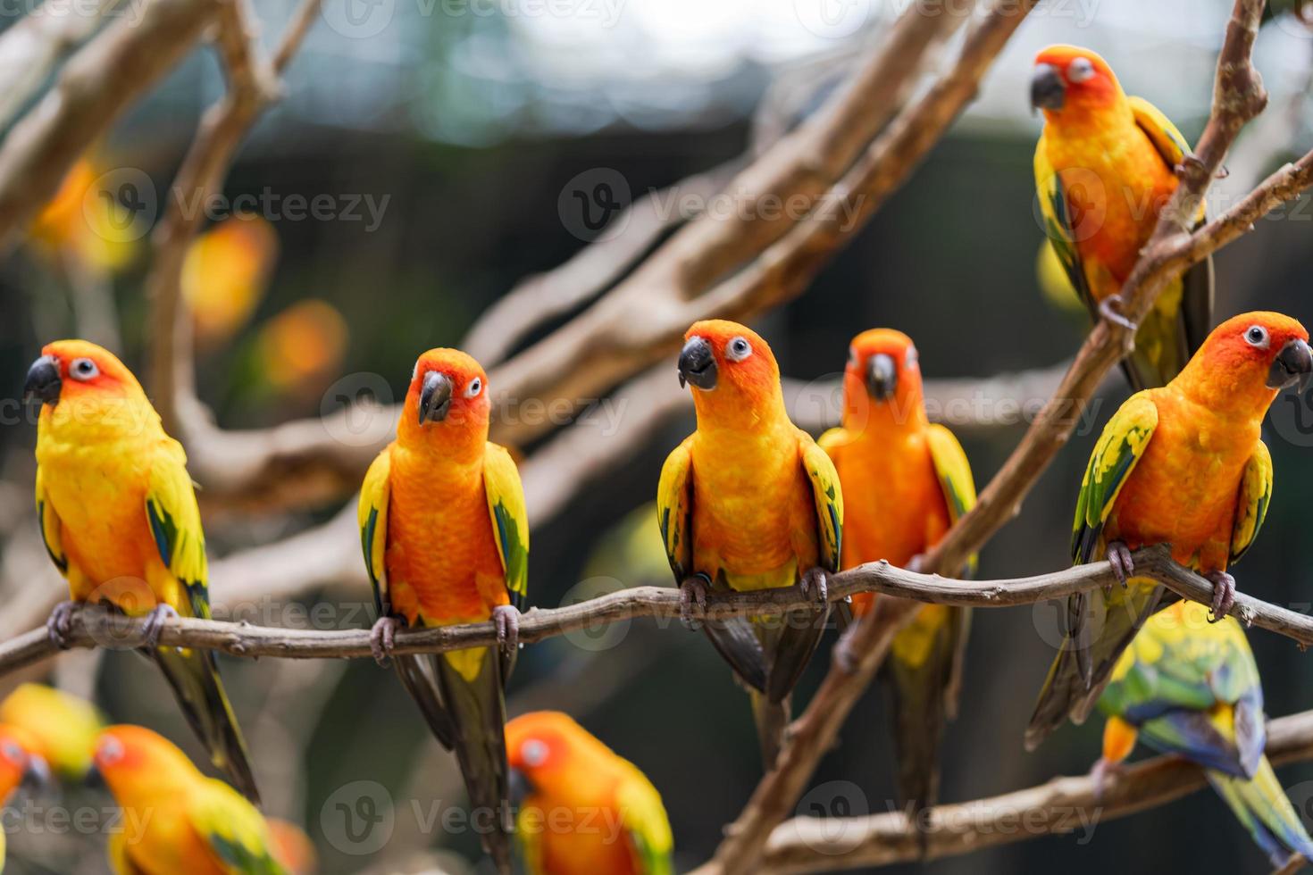 loros vibrantes del sol conure foto