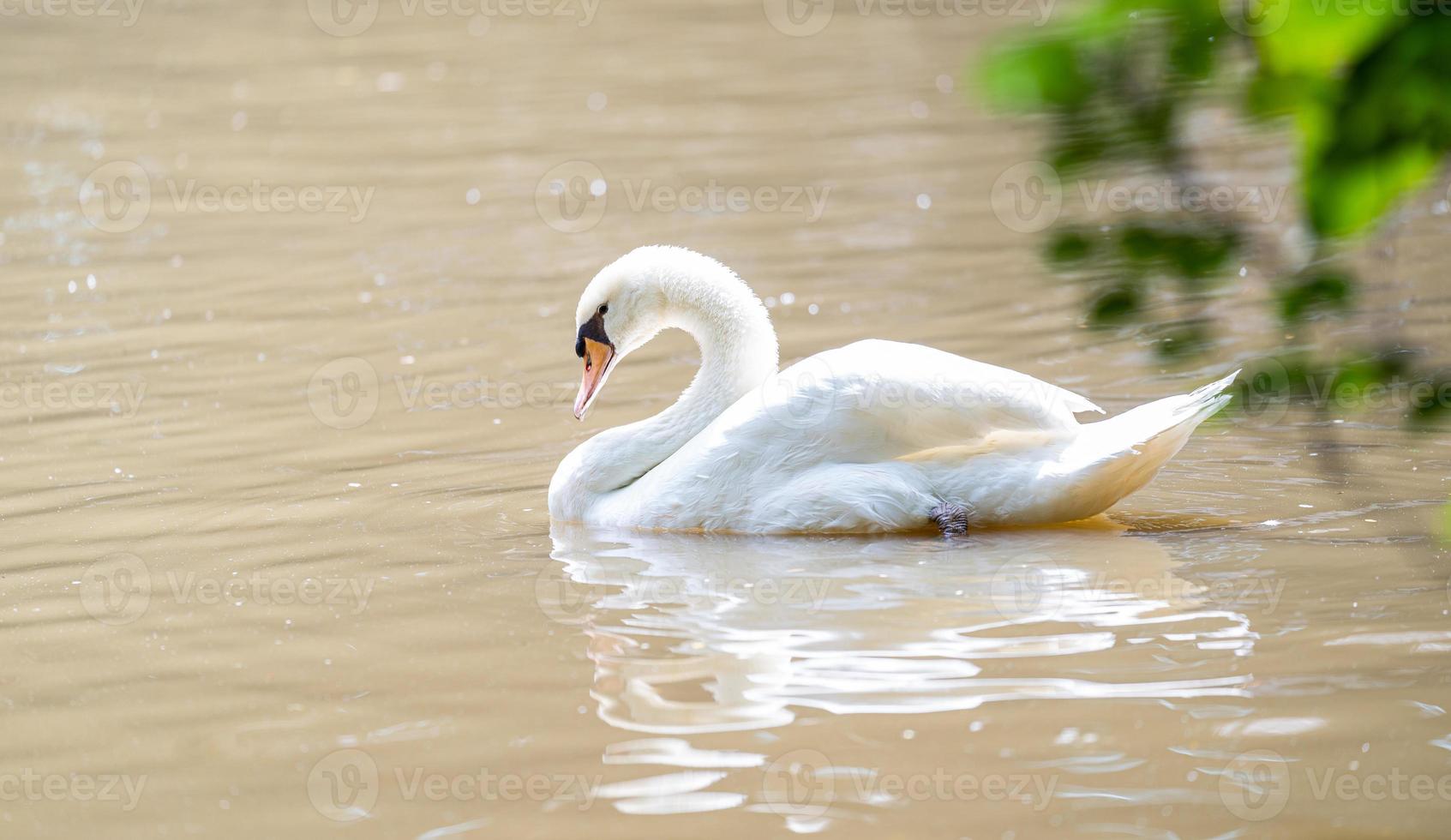 cisne blanco flotando en un lago foto