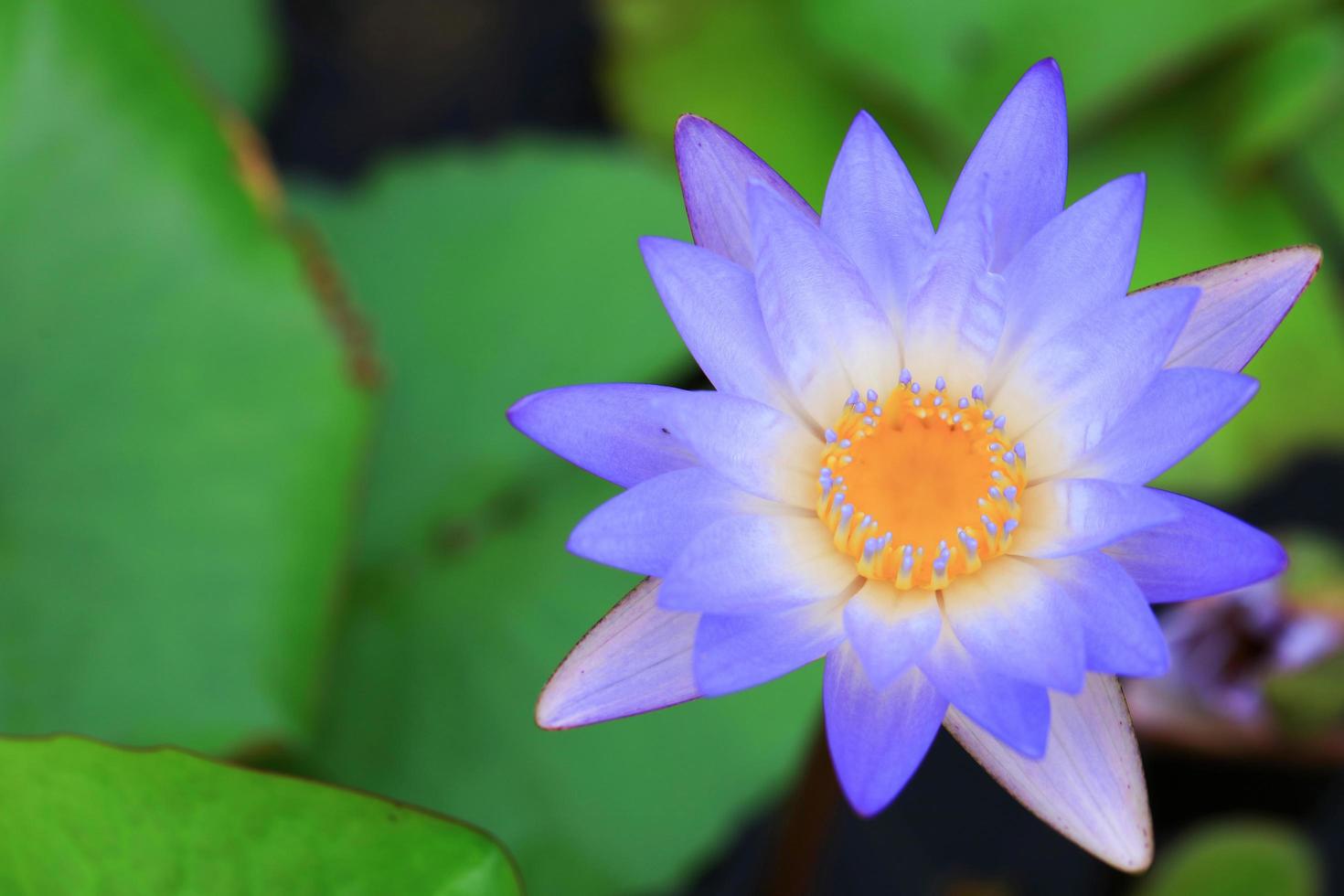 Cerrar vista superior de una flor de loto púrpura o nenúfar en una piscina foto