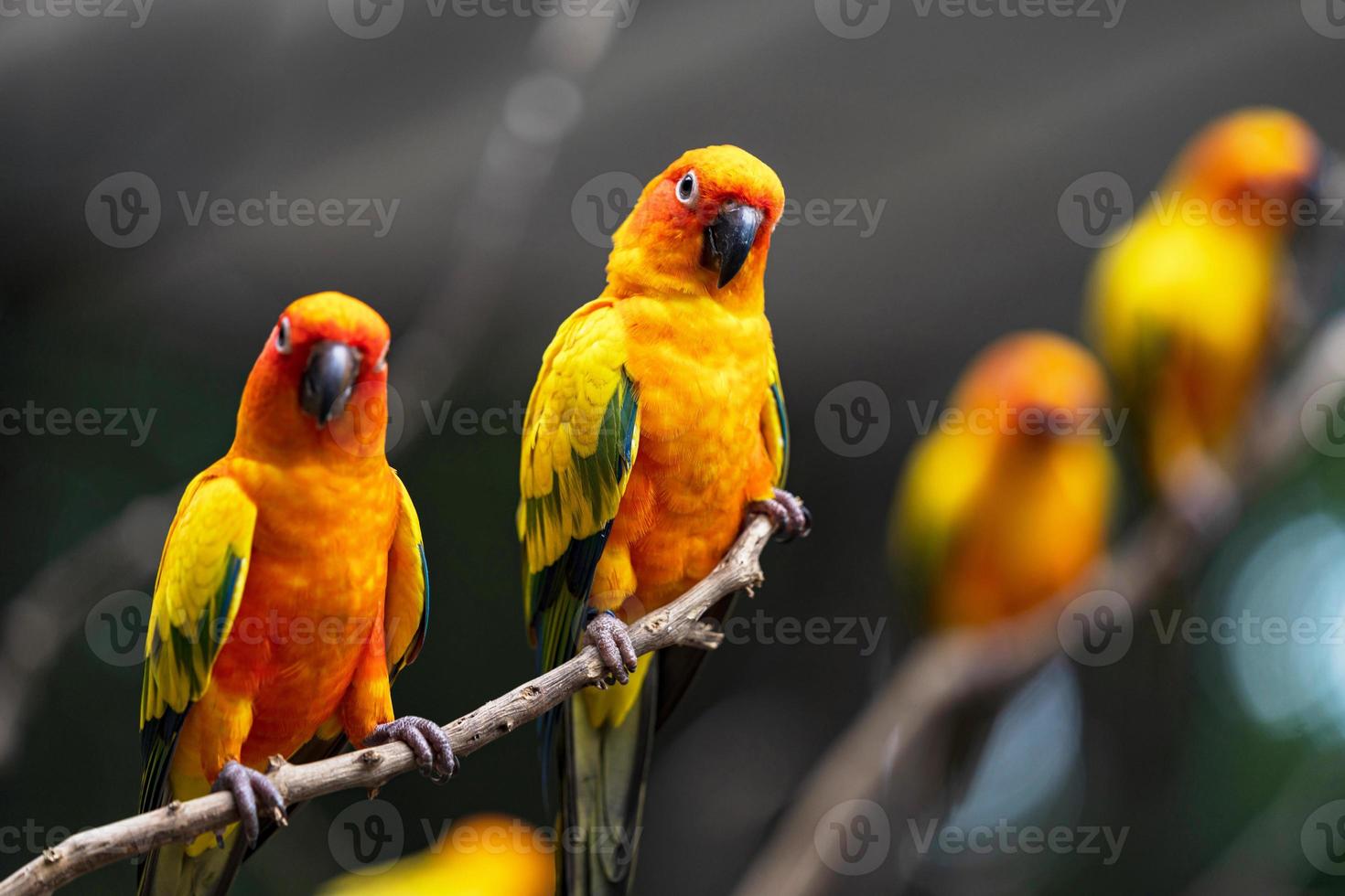 Sun conure parrots in the evening photo