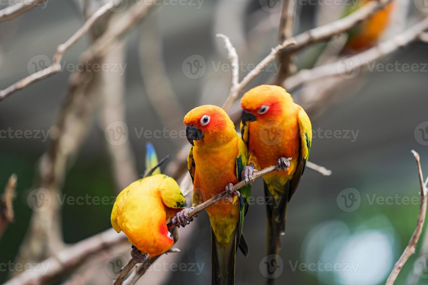 Tres loros Sun Conure en una rama foto