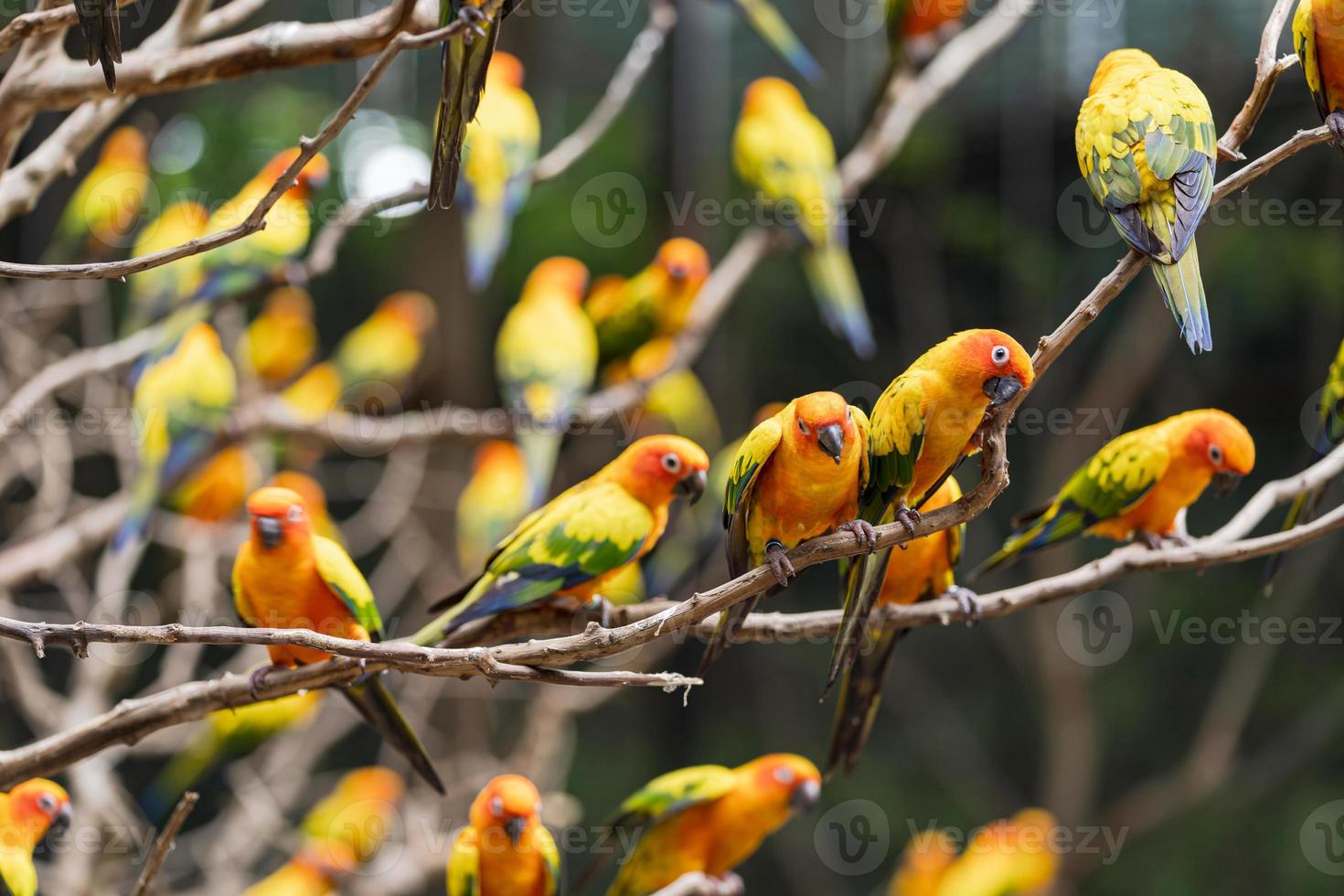 hermoso sol conure loros foto