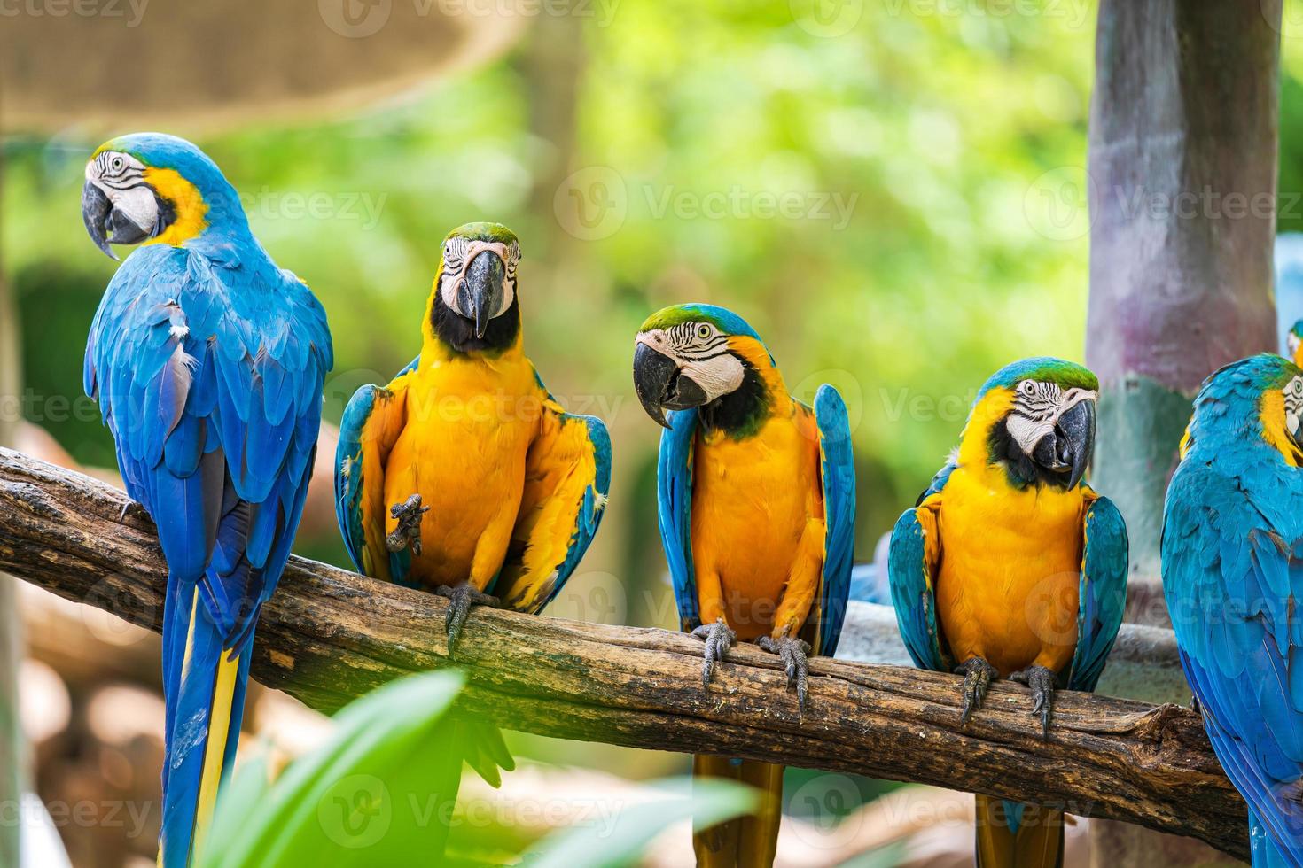 Group of colorful macaw on tree branches photo