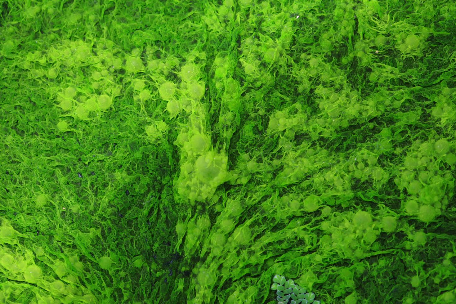 Close up of natural green seaweed photo