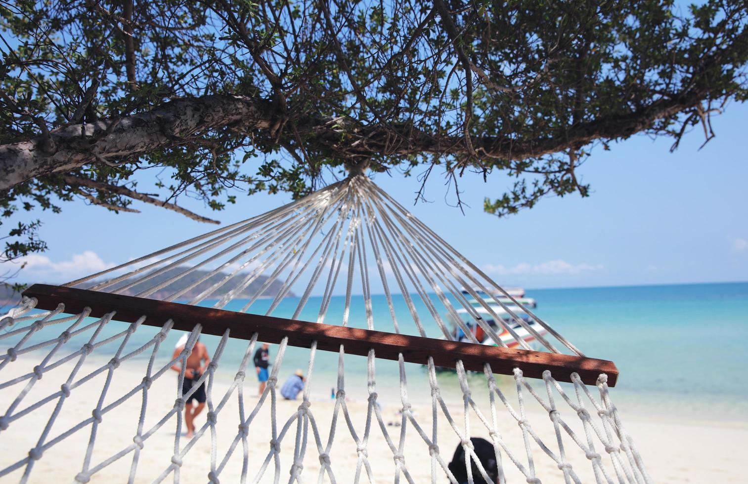 Close up of a swing under a tree at the beach photo