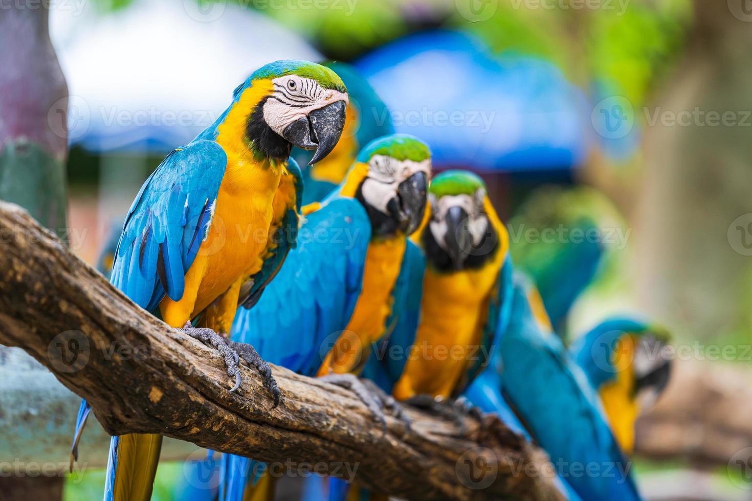 Group of colorful parrots photo