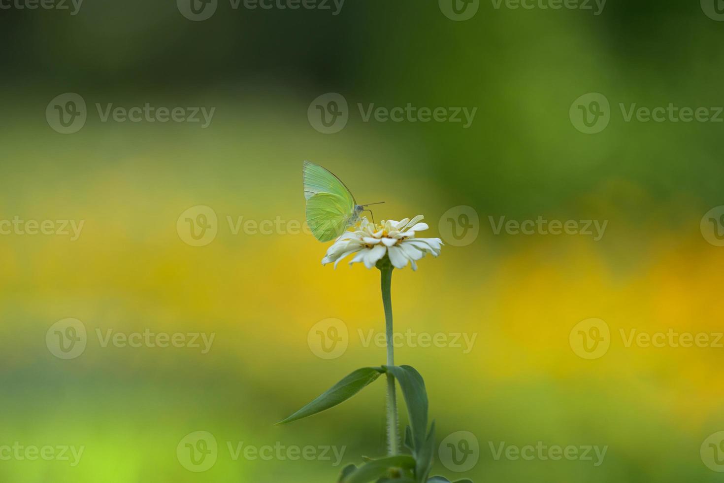 Butterfly on white flower photo