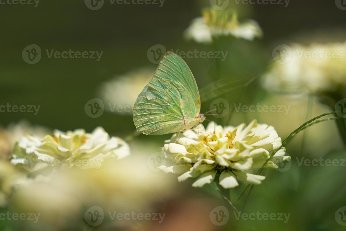 mariposa sobre una flor amarilla clara foto