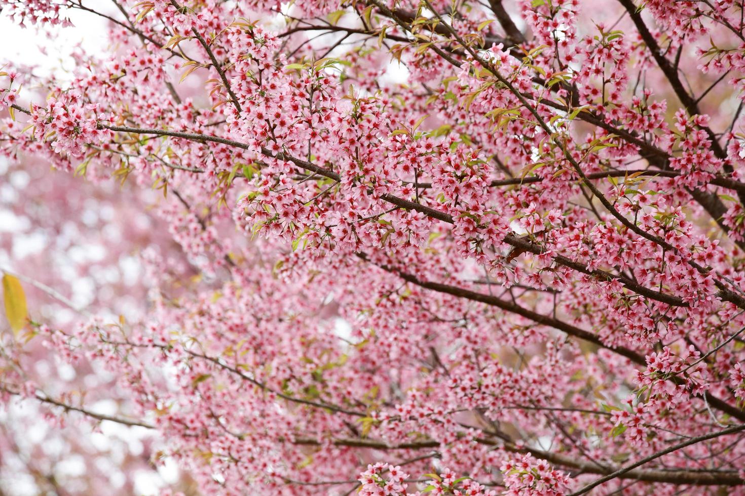 Blooming pink Wild Himalayan Cherry or Prunus cerasoides at Chiangmai Royal Agricultural Research Center Khun Wang, Thailand photo