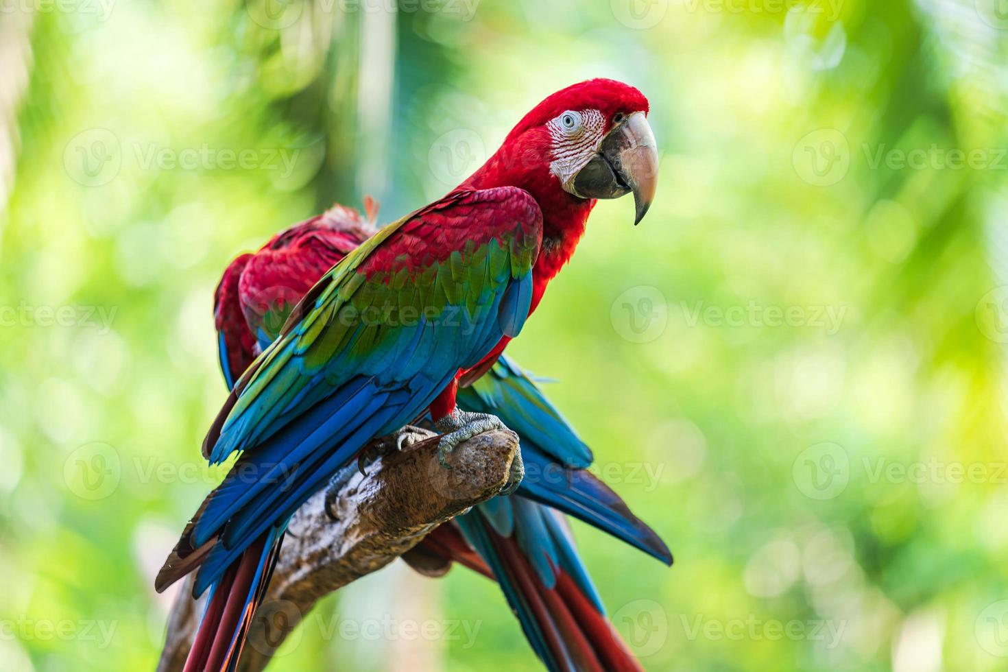 Group of colorful macaws photo