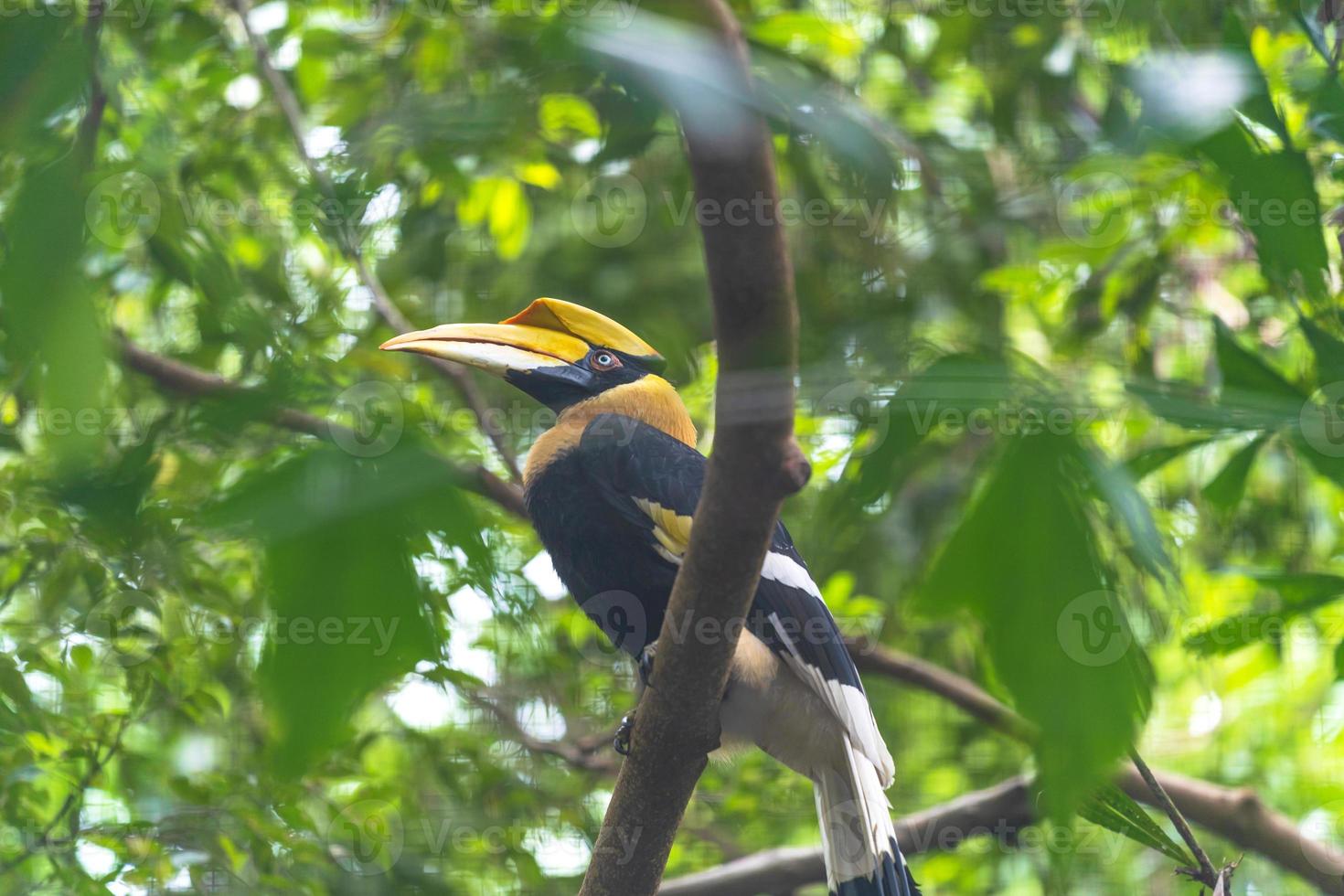 Looking up at hornbill bird photo