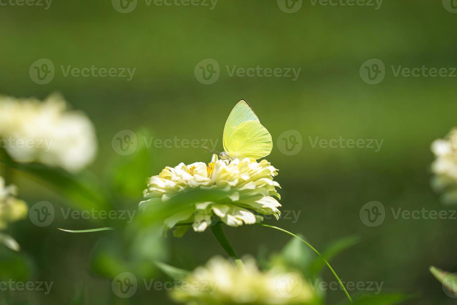 Green butterfly on white flower photo