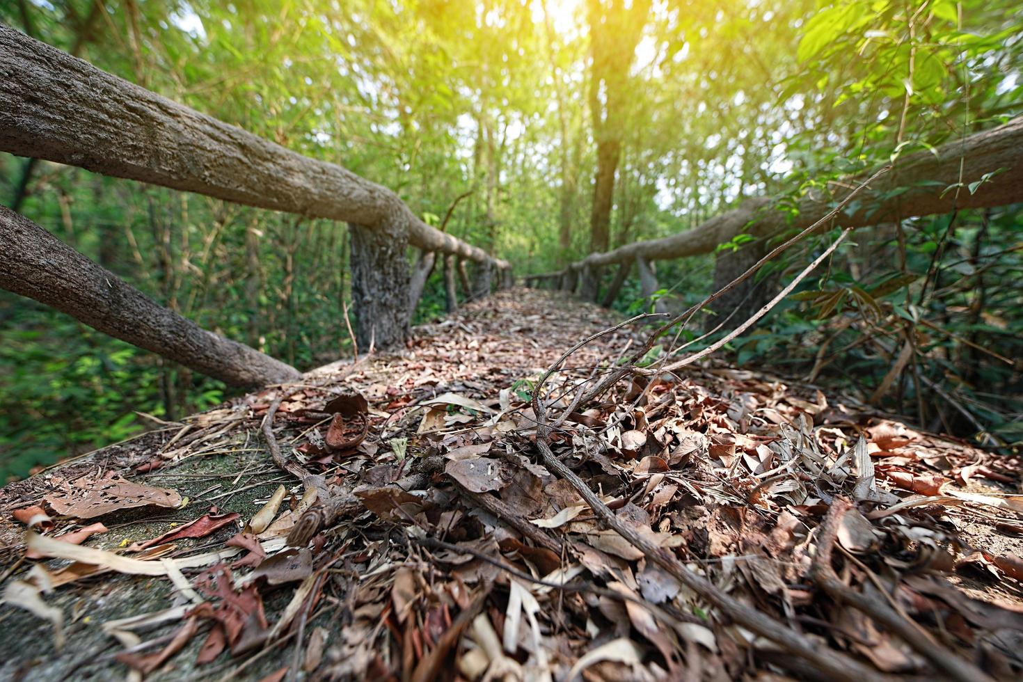 Close up of a walkway in a forest, footpath at natural learning in a forest photo