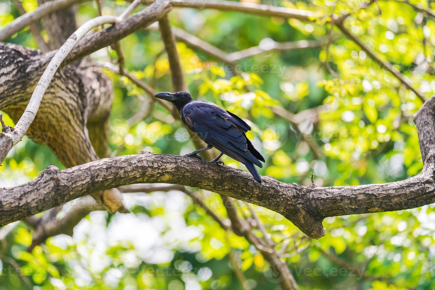 cuervo negro posado en un árbol foto