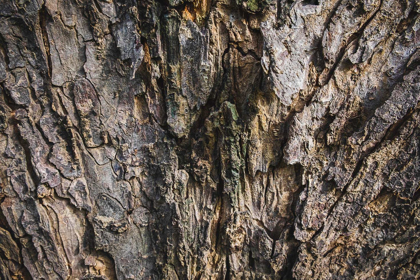 fondo de corteza de árbol foto