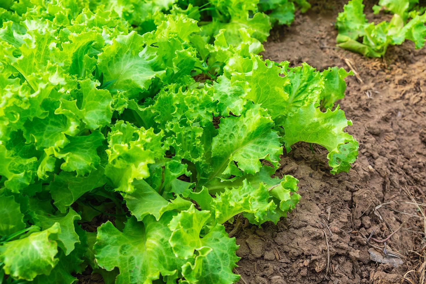 Lettuce growing in the ground photo