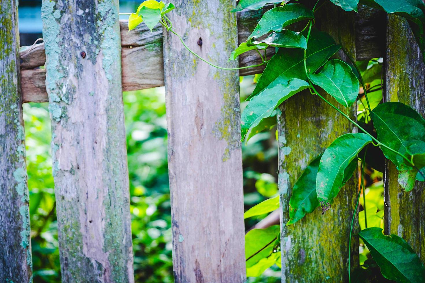 Leaves and a wooden fence photo