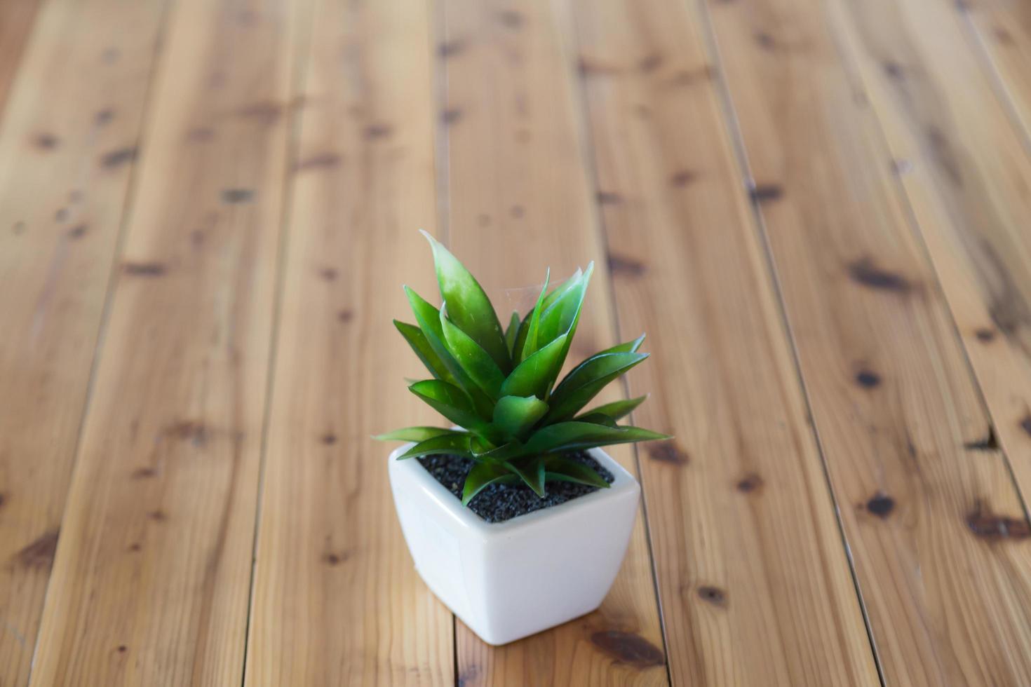 Plant in white pot photo