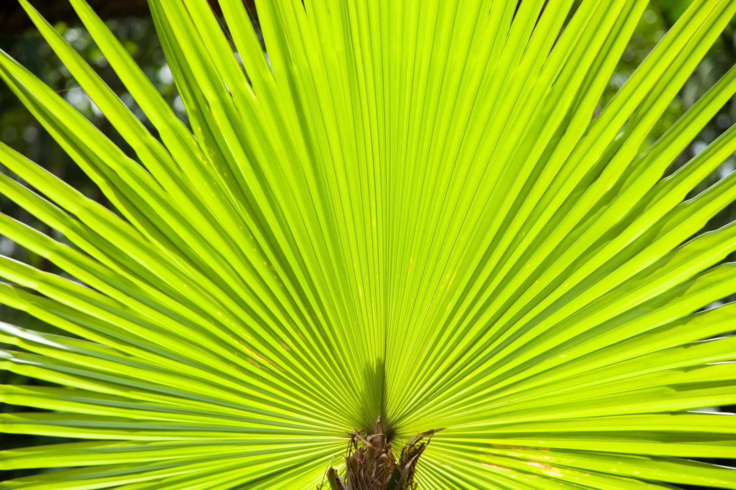 Leaves of a large tree photo