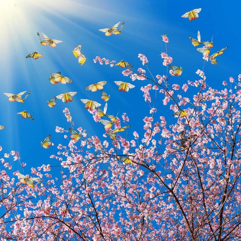 Pink cherry blossoms with butterflies in the sky photo