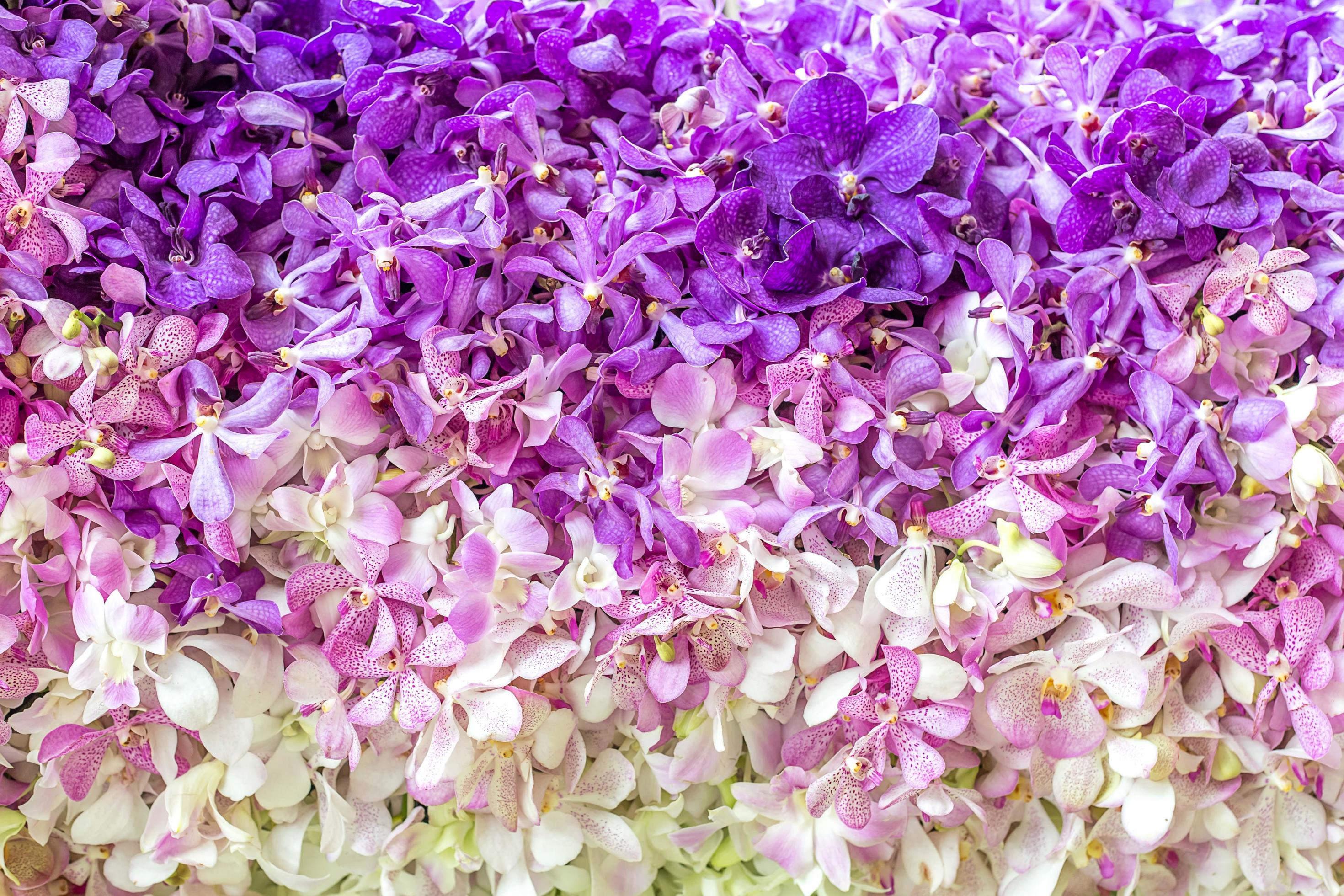 Purple and white orchid background 1979783 Stock Photo at Vecteezy