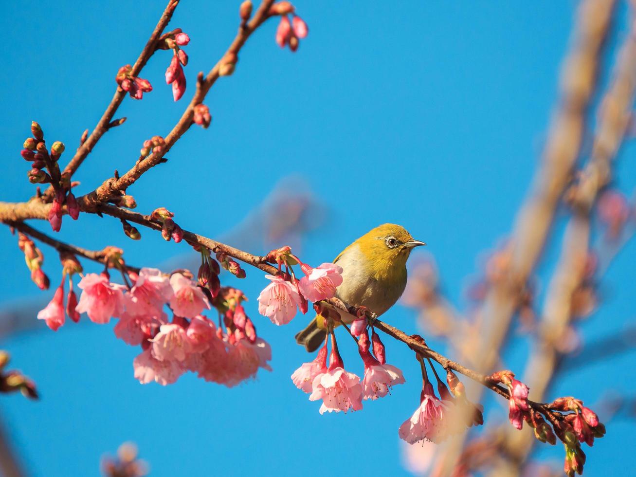 pájaro en los cerezos en flor foto