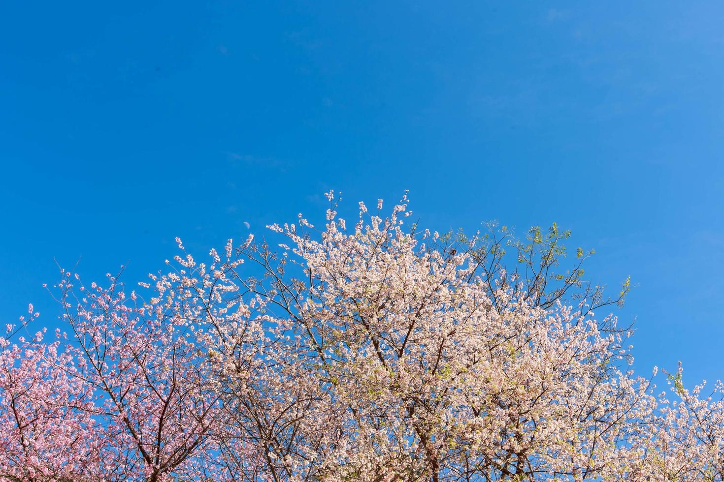 Pink cherry blossoms with a blue sky in the background photo