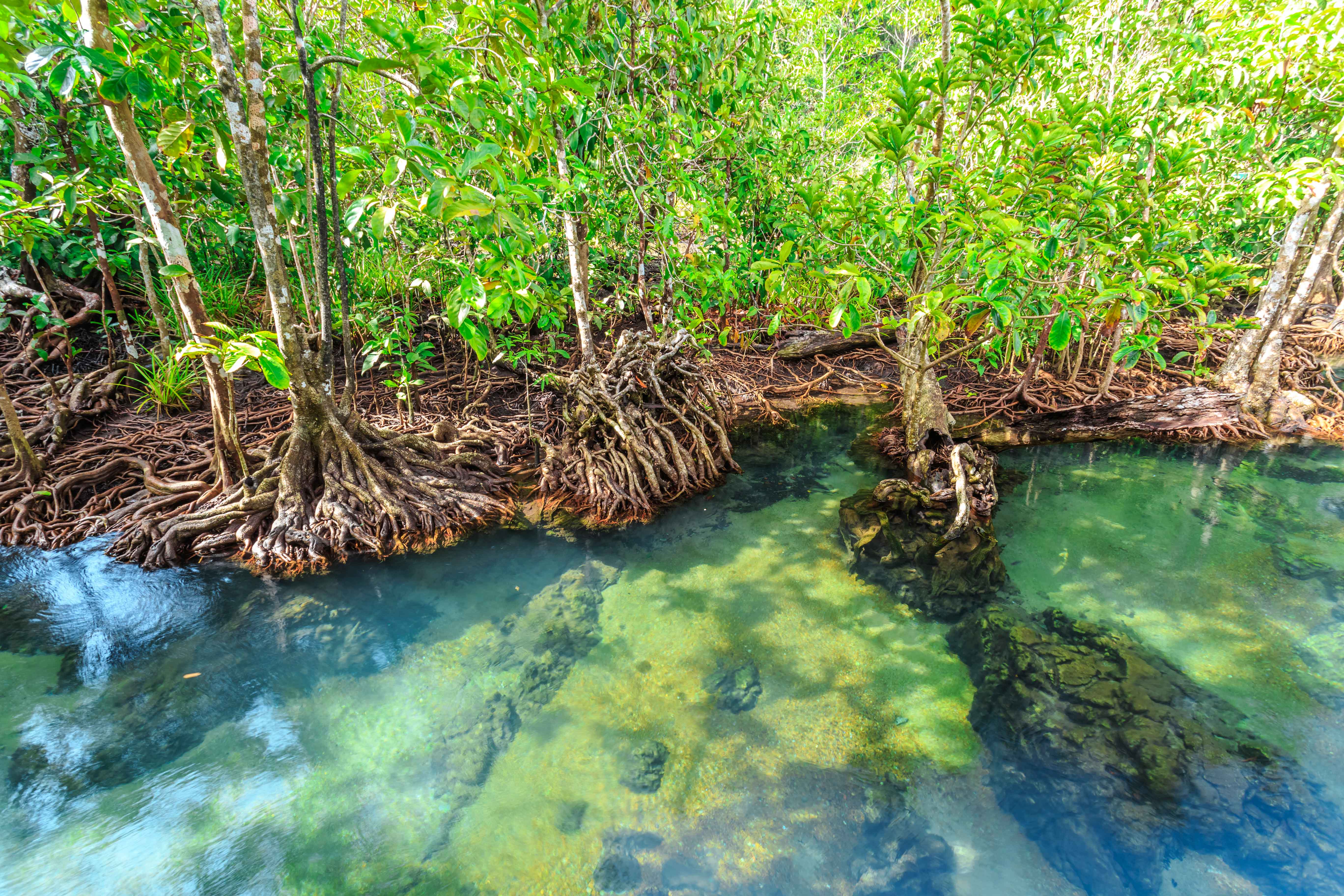 mangrove leather flats