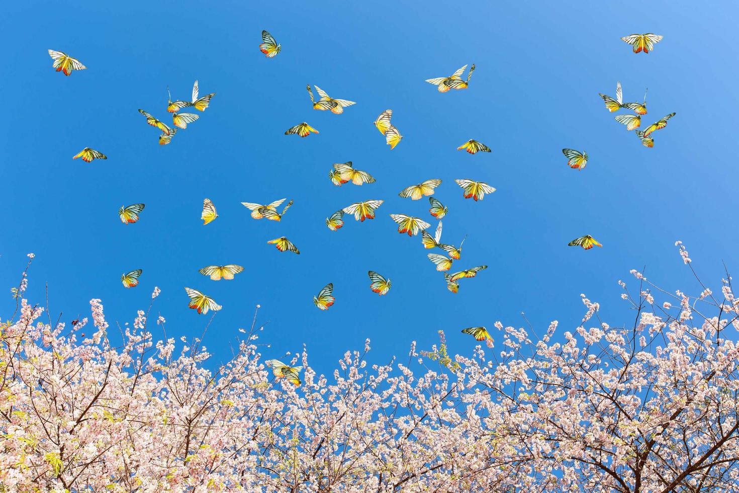 Pink cherry blossoms with butterflies in the sky photo